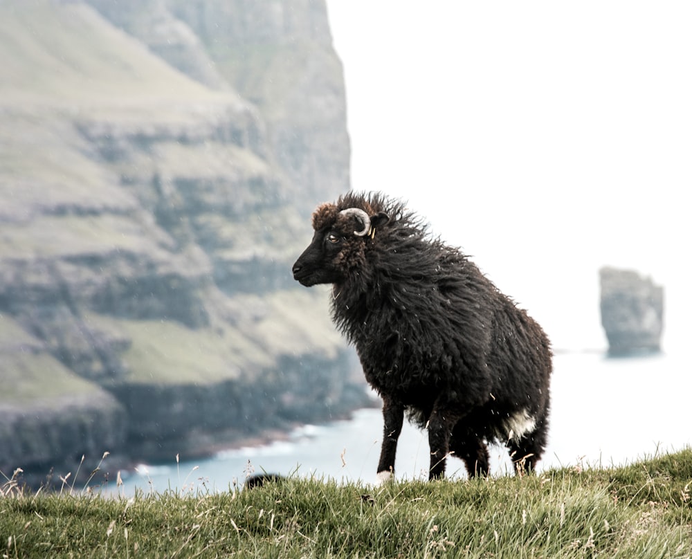 black mountain goat standing on grass field during daytime