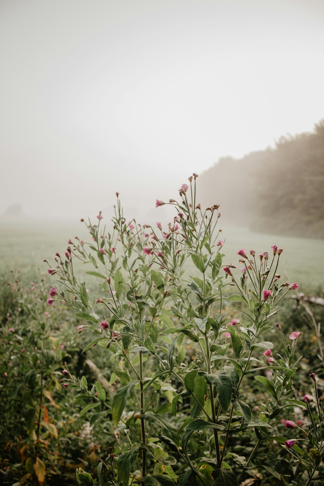 flower field near body of water