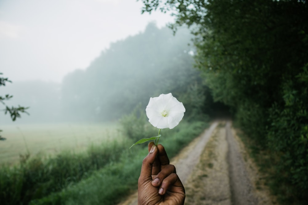 person holding white petaled flower near trees at daytime