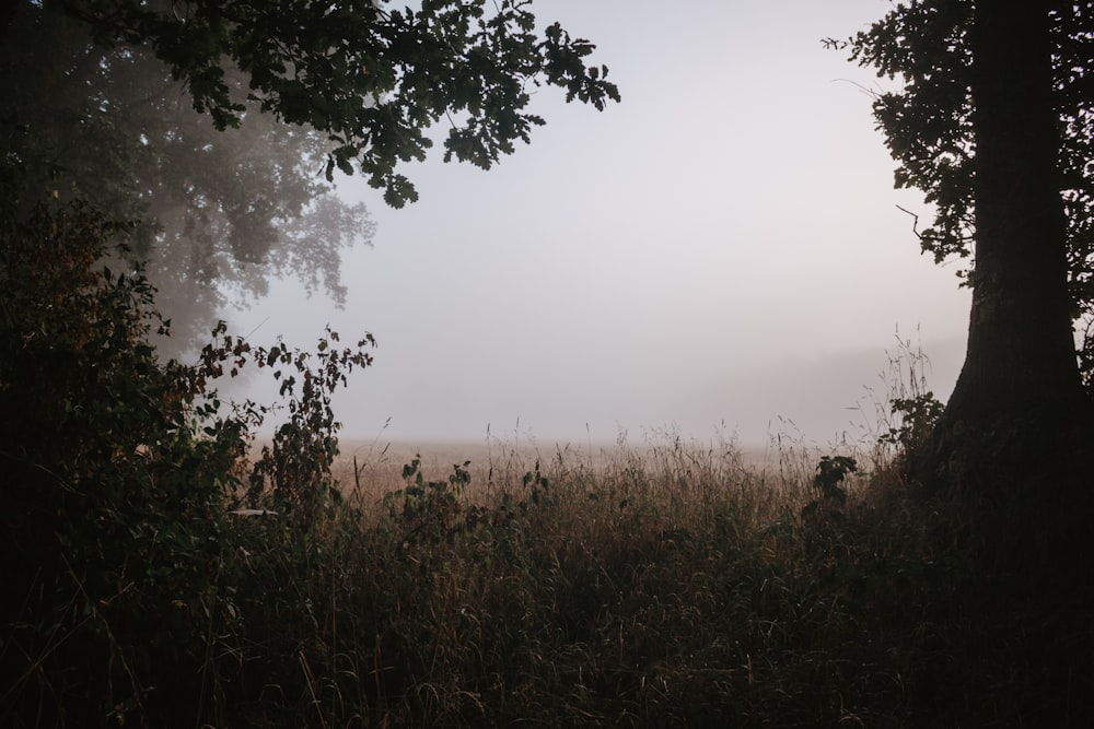 foto di piante verdi