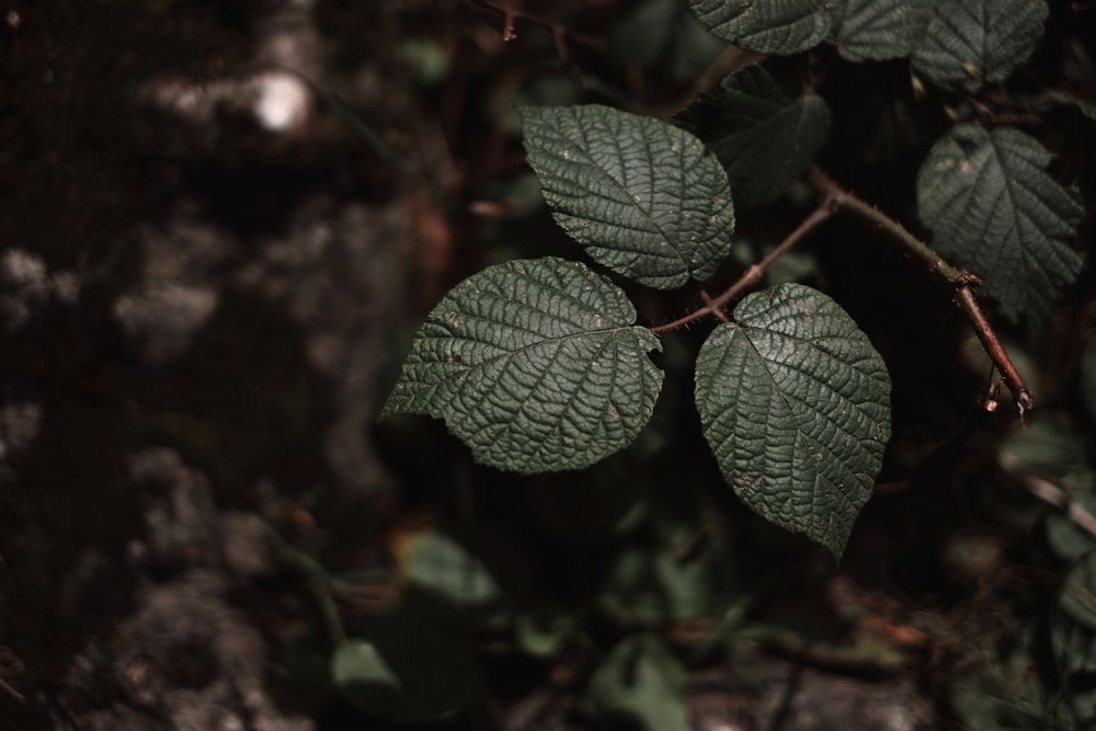 a close up of a green leaf on a tree