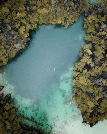 body of water surrounded by trees