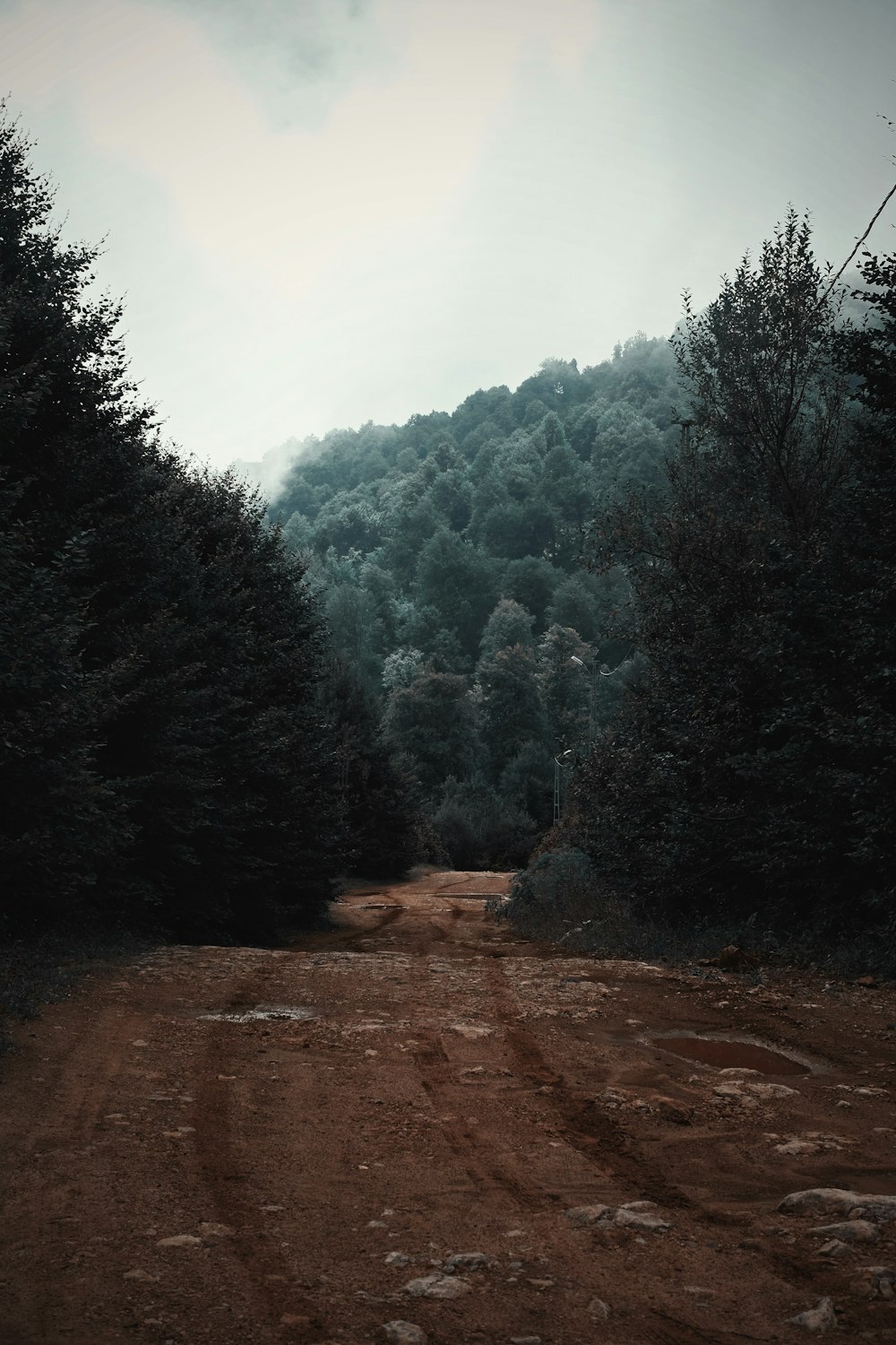 pathway between green trees under cloudy sky