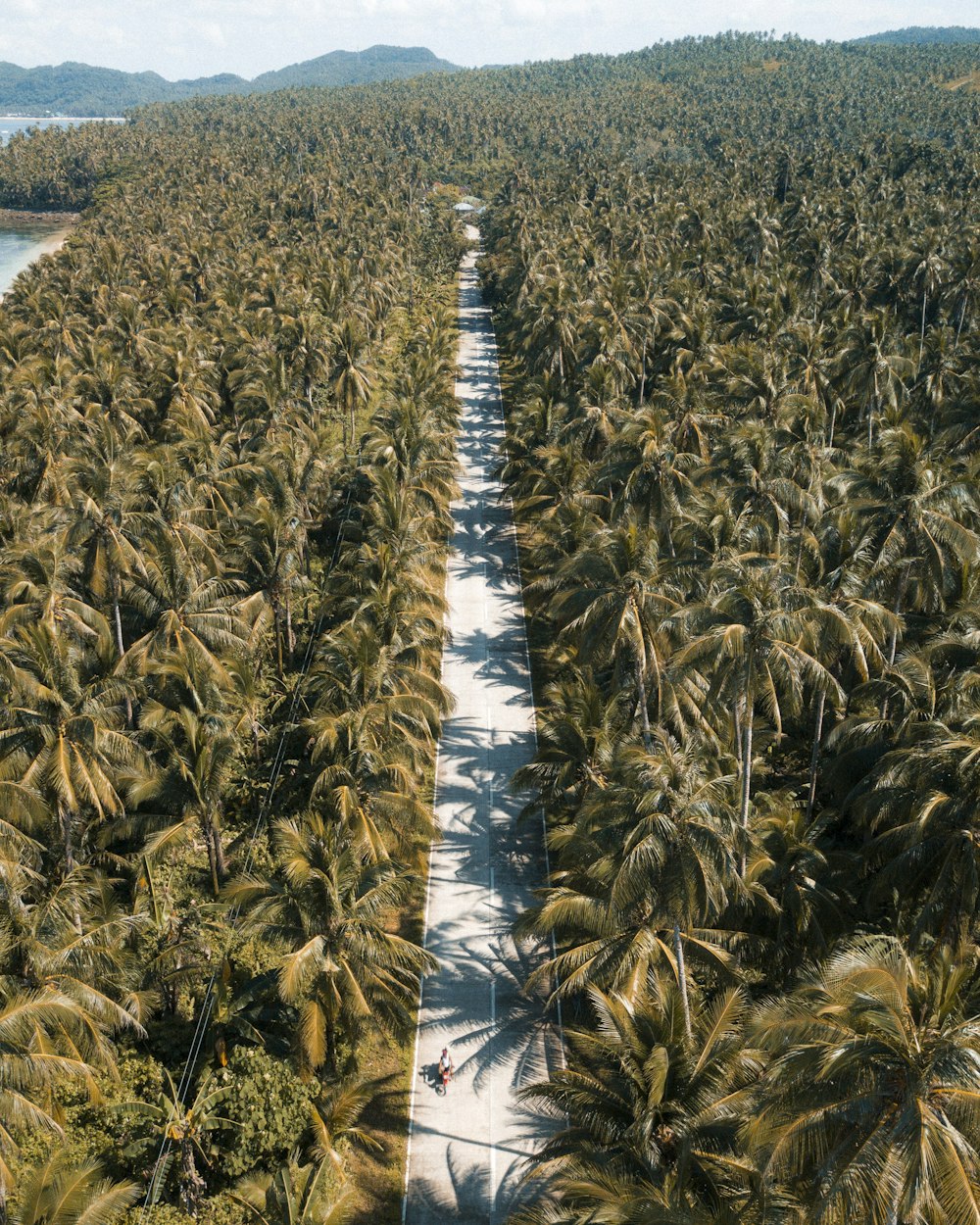 日中のココナッツの木の空中写真