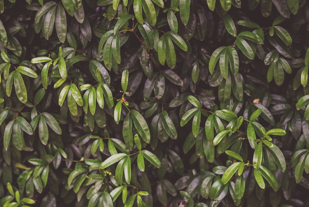 green leafed plants