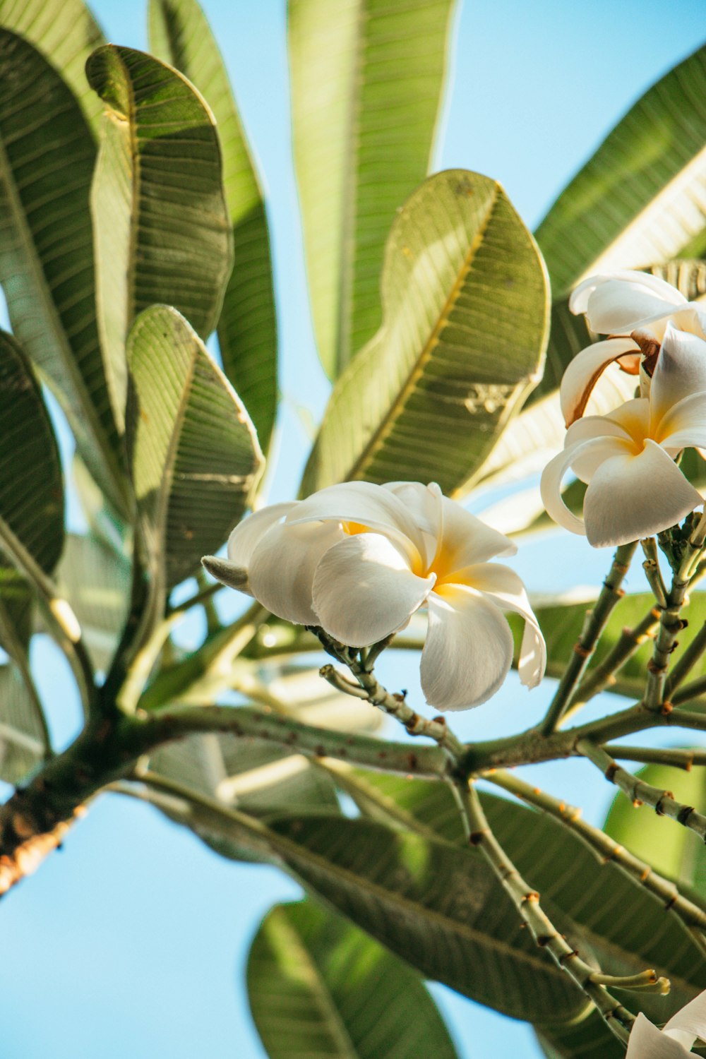 selective focus photography of white petaled flowers