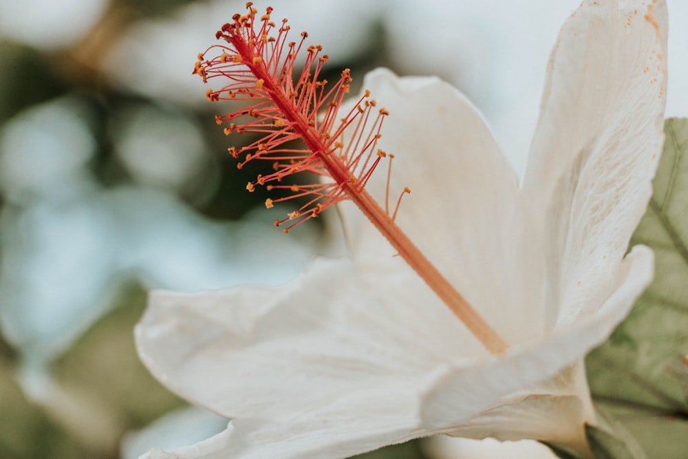 white Hibiscus plant