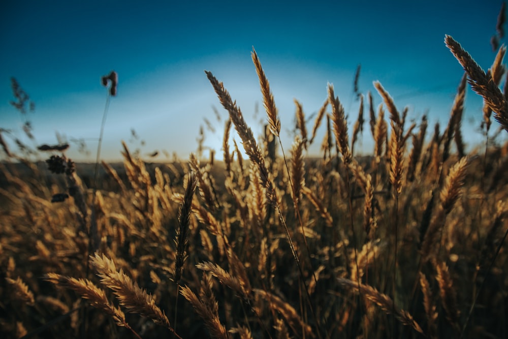 close-up photo of brown grass during daytime