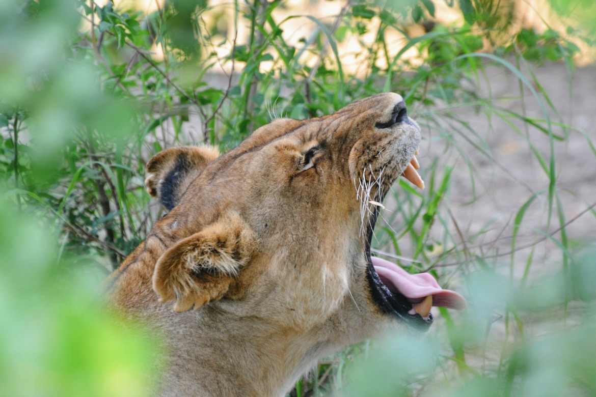 Tanzania