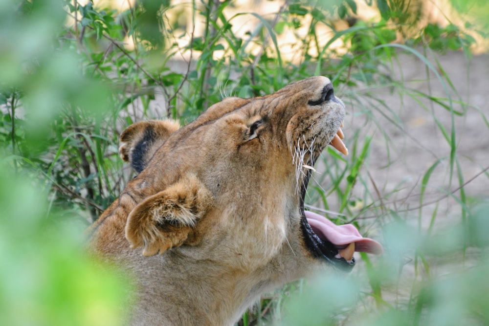 Löwin mit offenem Maul in der Nähe von Pflanze