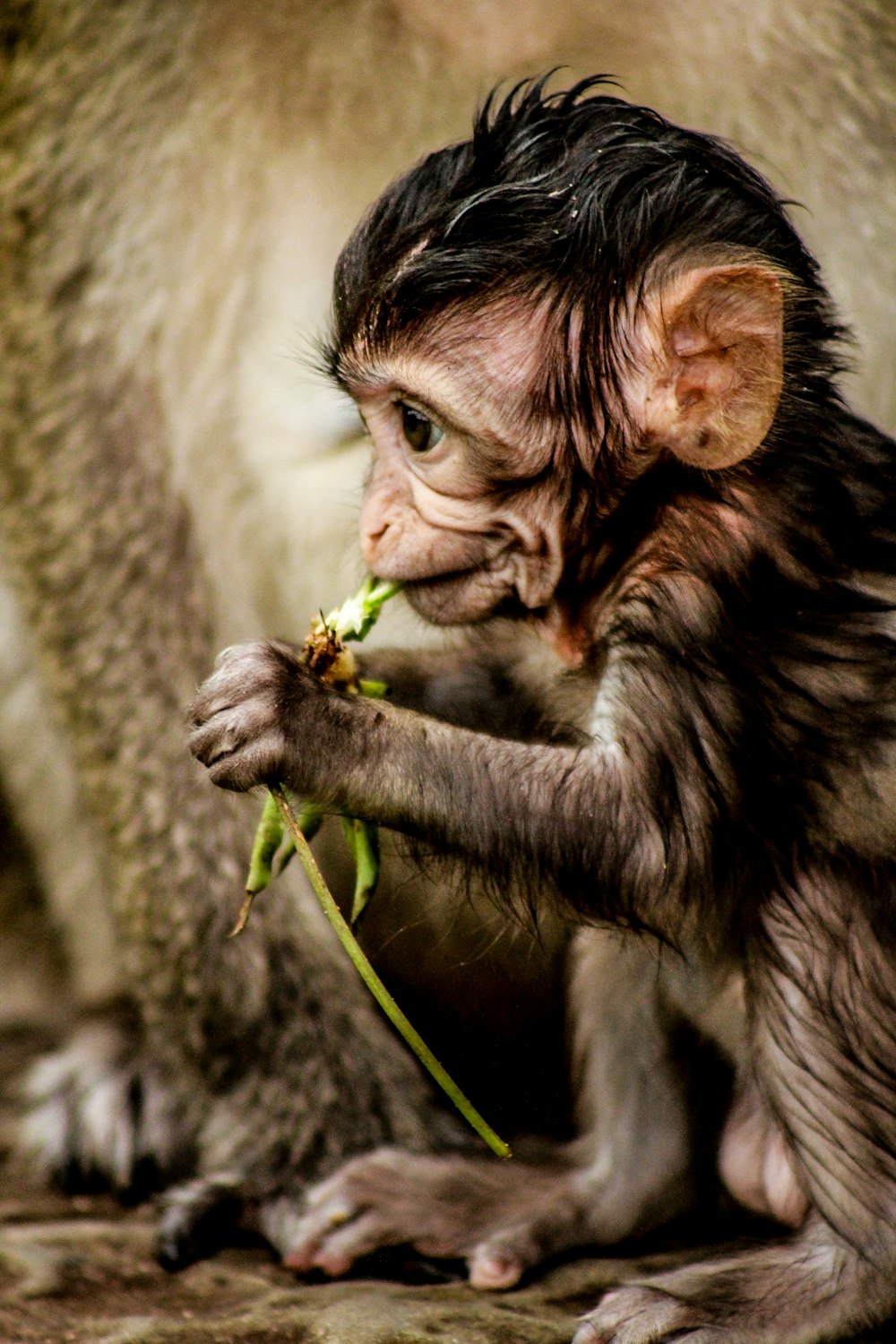 brown monkey eating