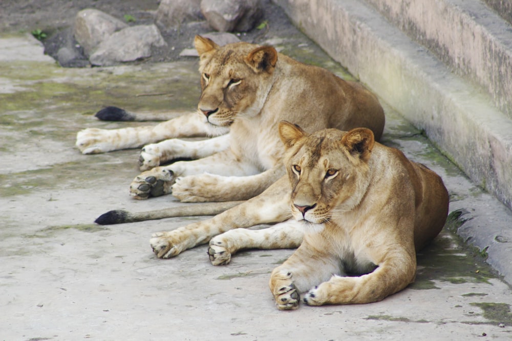 two lioness lying down