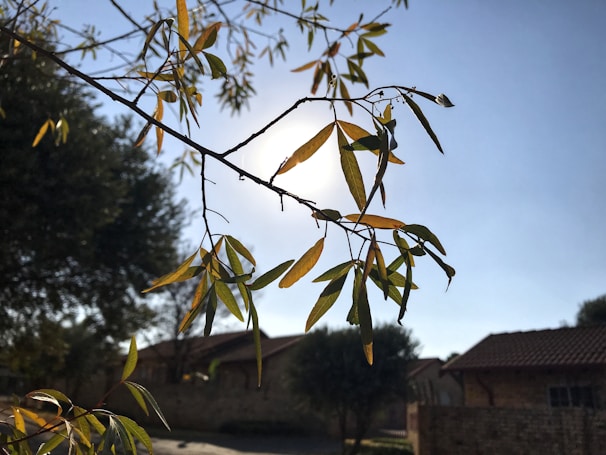 Sunlight filtering through the leaves of pruned trees in a farm.