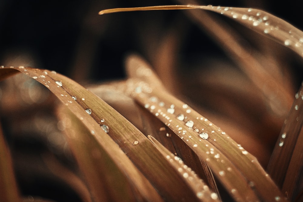closeup photography of water dew on leaves
