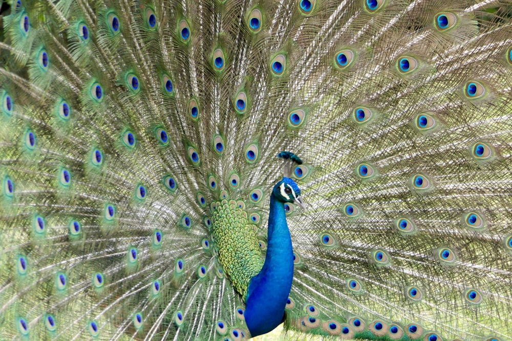 Pavão verde e azul