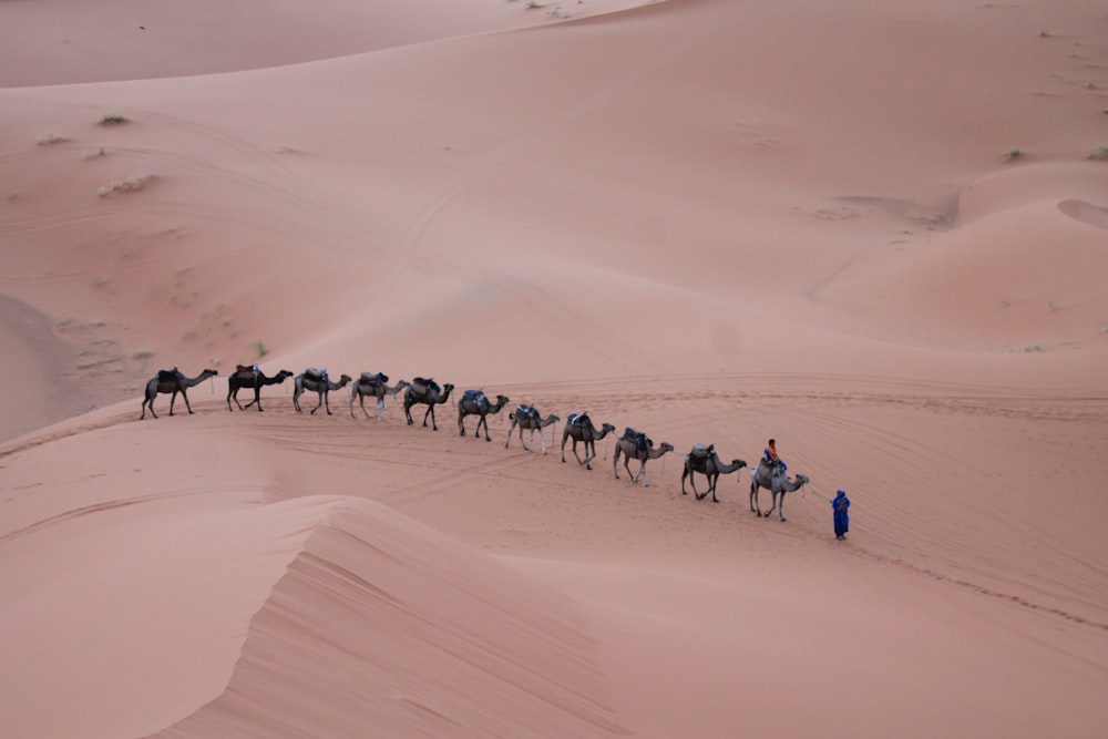 persona montando camello
