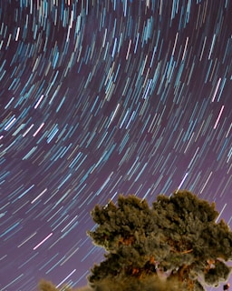 time-lapsed photography of tree under starry night