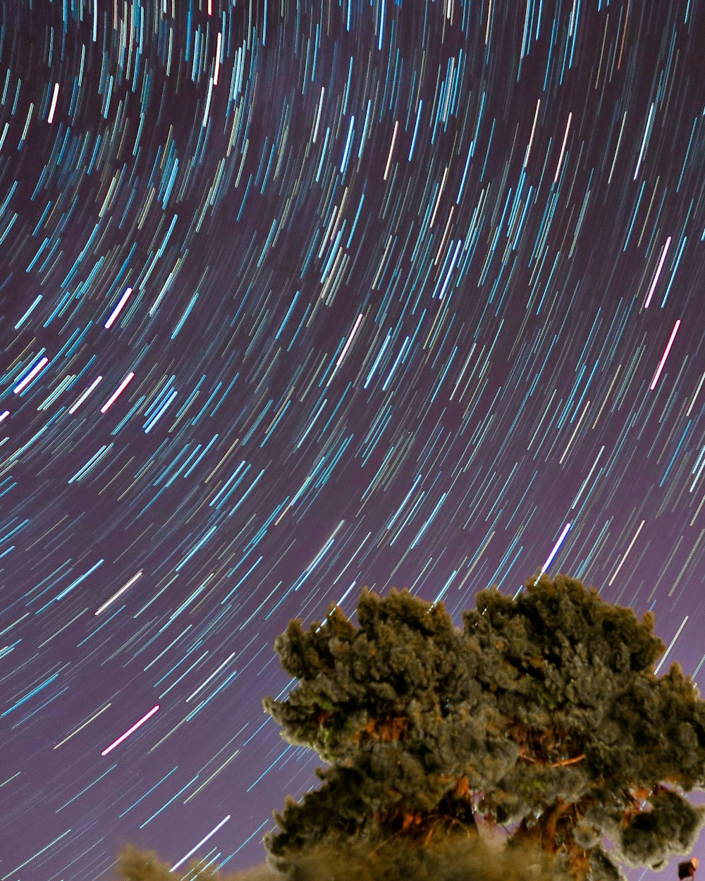 Zeitrafferfotografie eines Baumes unter Sternenhimmel