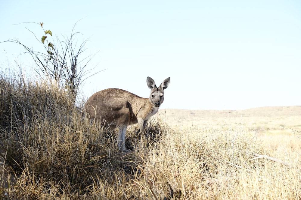 wildlife photography of kangaroo on grass field