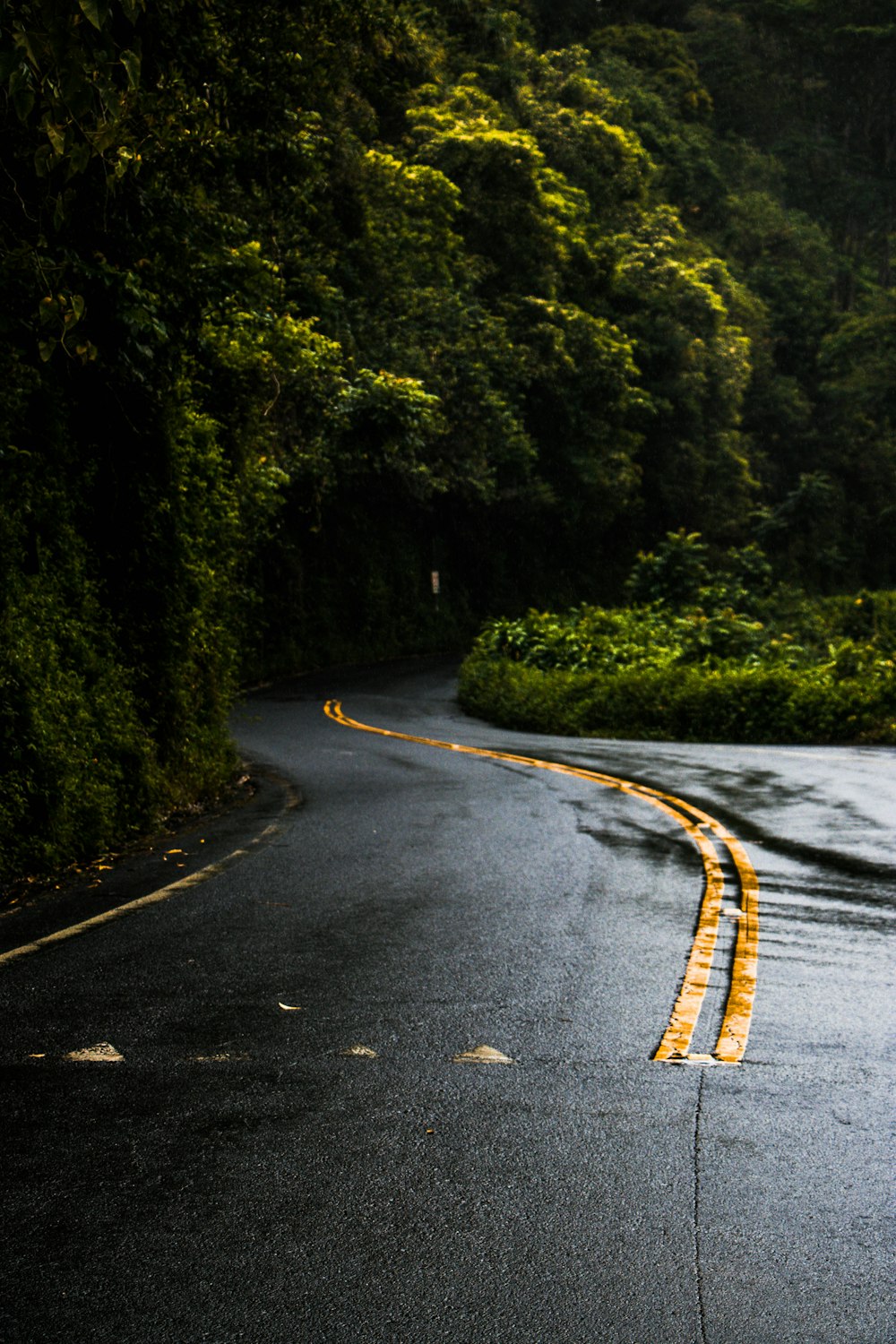 gray road in between of trees