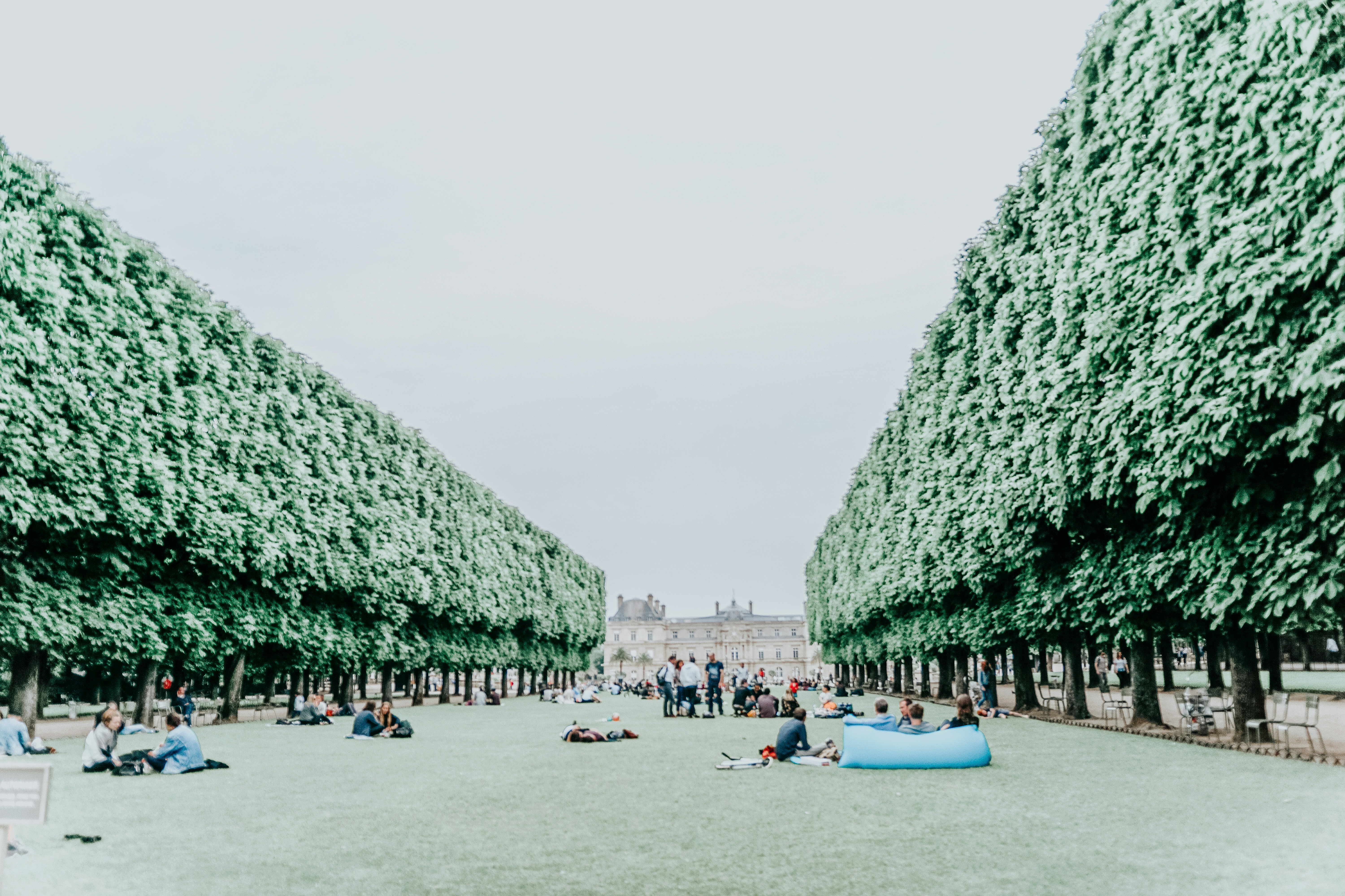 Деревья в париже