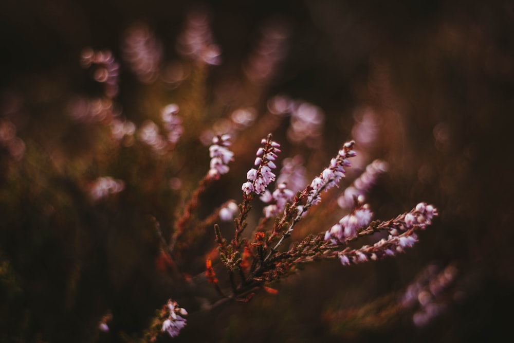 white petaled flower in selective focus photography