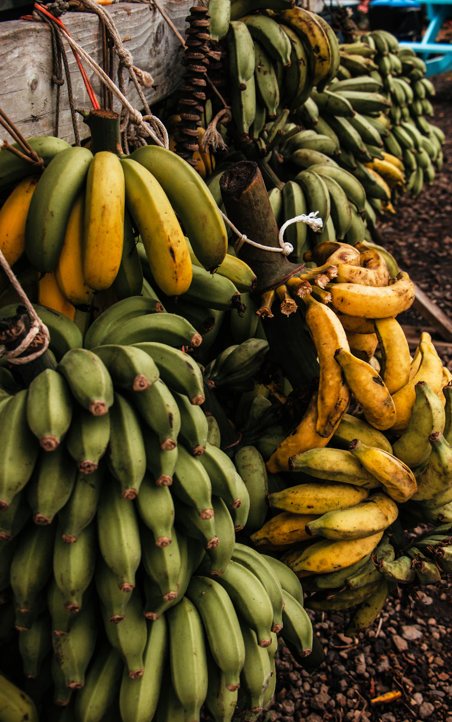 A compact bunch of ripe bananas