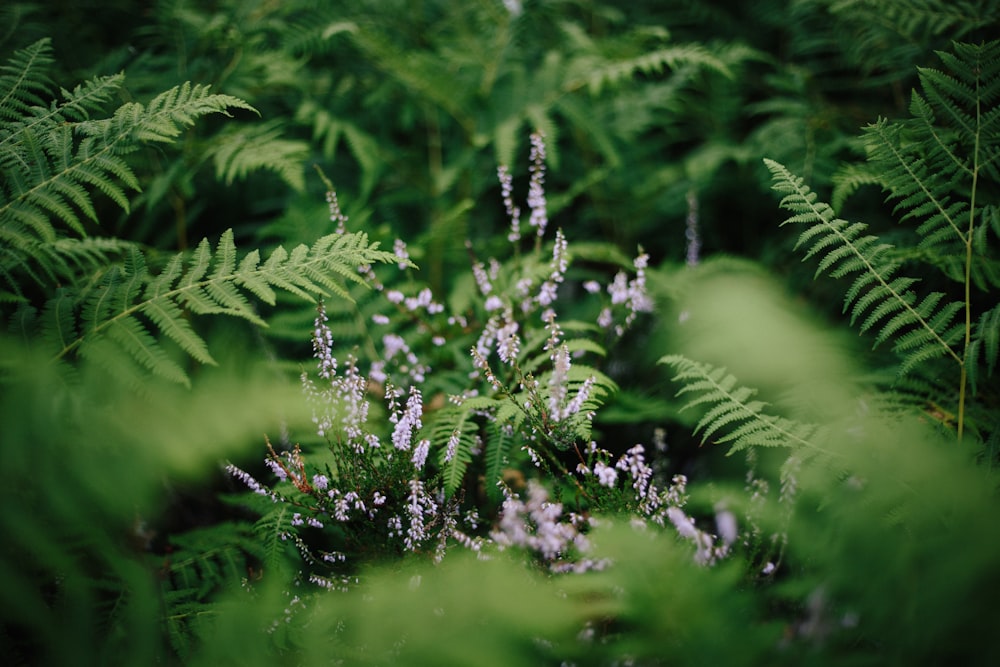 person showing fern plant