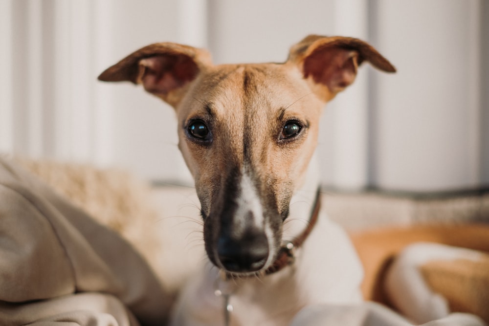 selective focus photography of short-coated white and tan dog