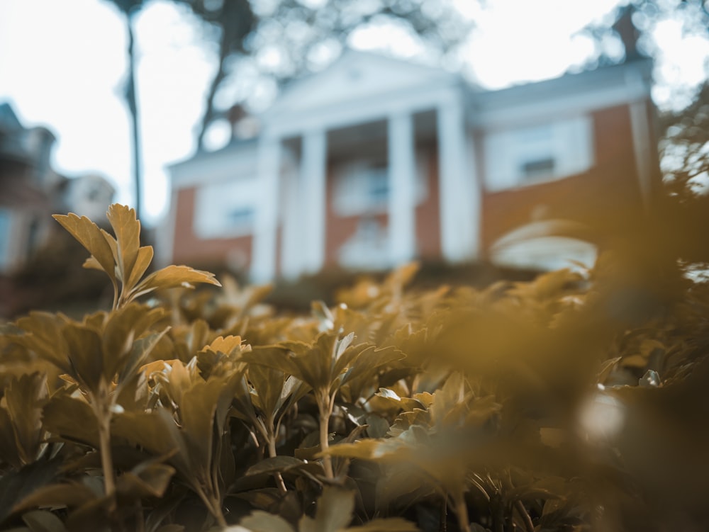 shallow focus photography of green leaves