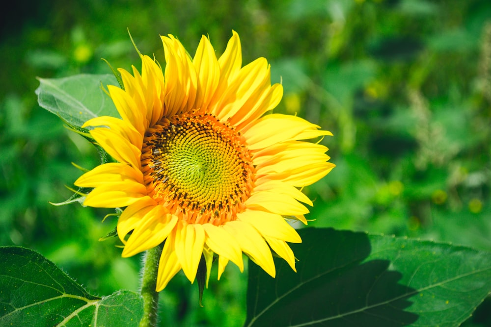 Fotografía de primer plano de girasol