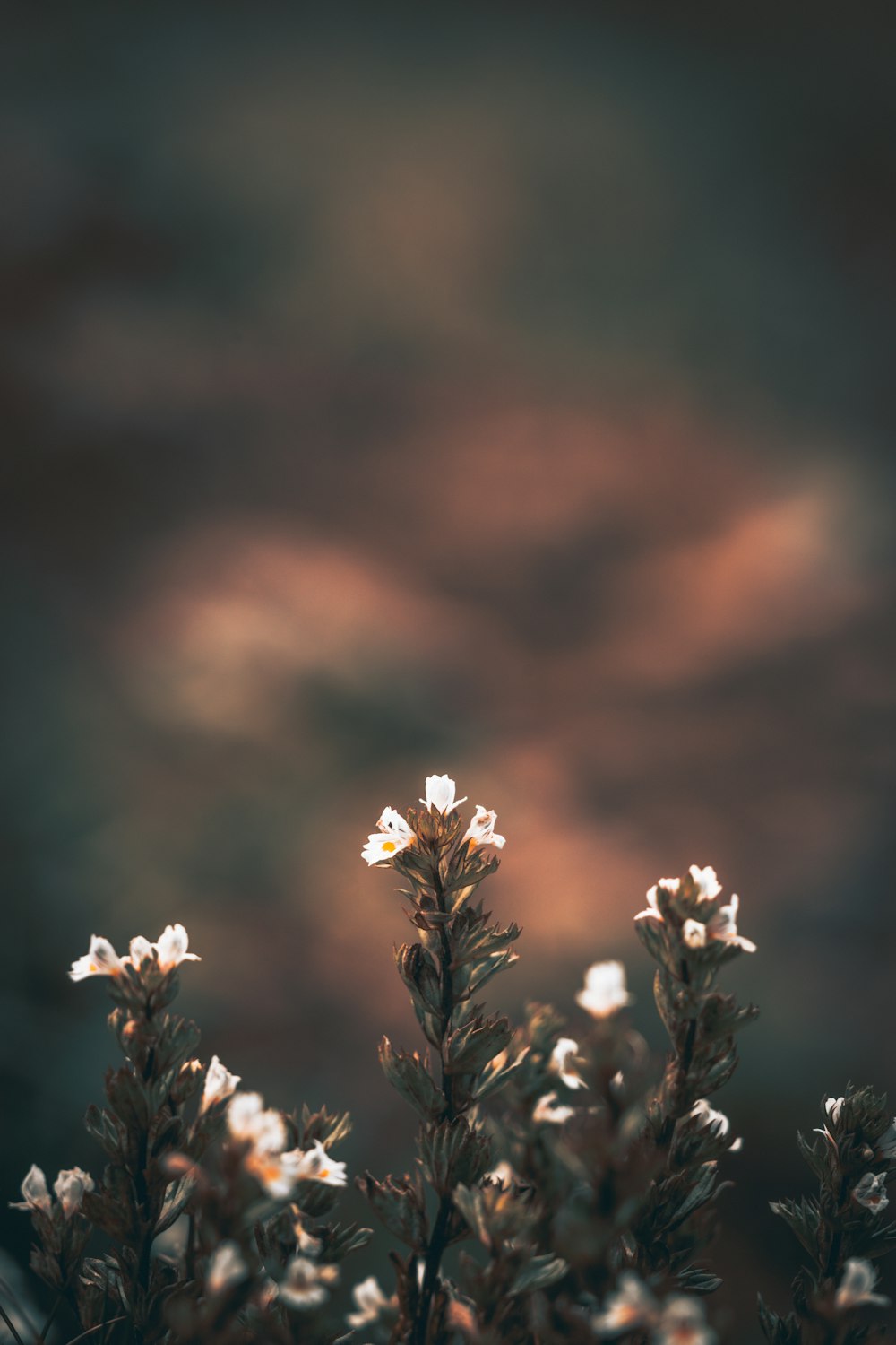 white petaled flowers in bloom