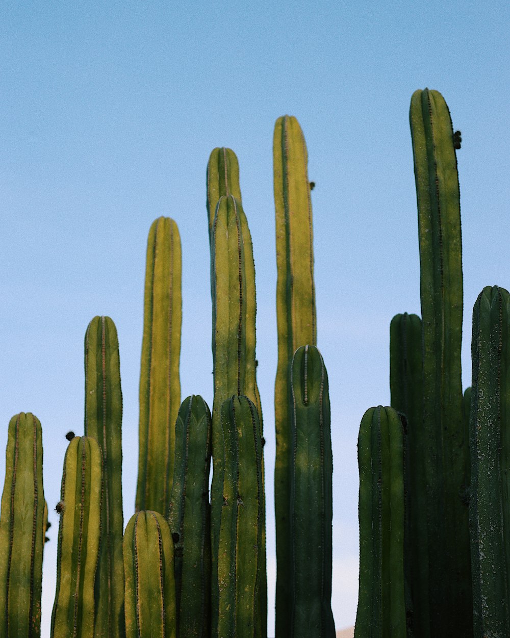 Grüner Kaktus unter blauem Himmel am Tag