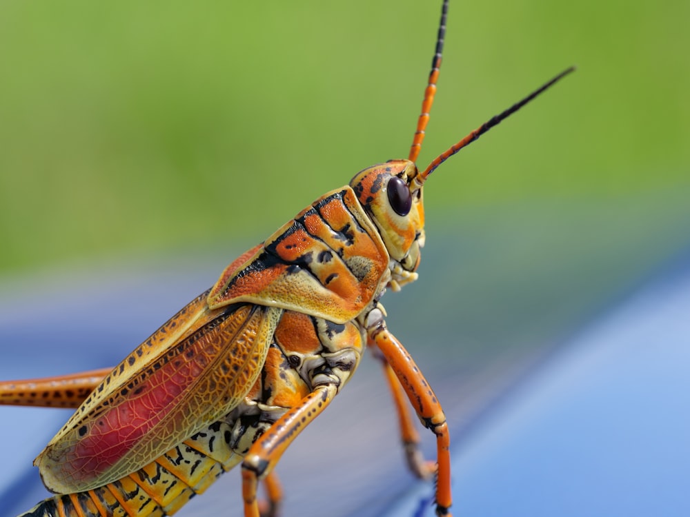 fotografia macro fotografada de gafanhoto marrom