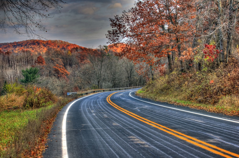 road between trees and grass