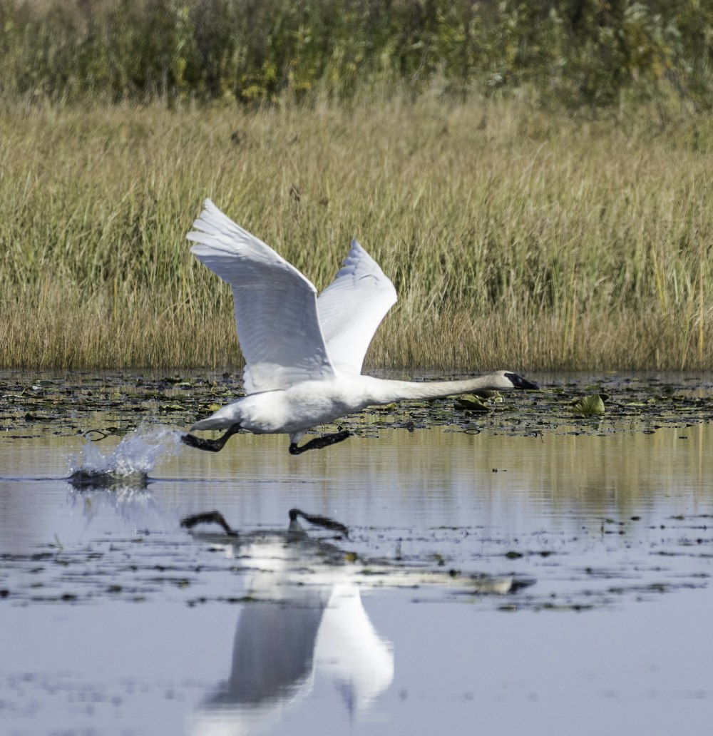 white goose flying near body of water