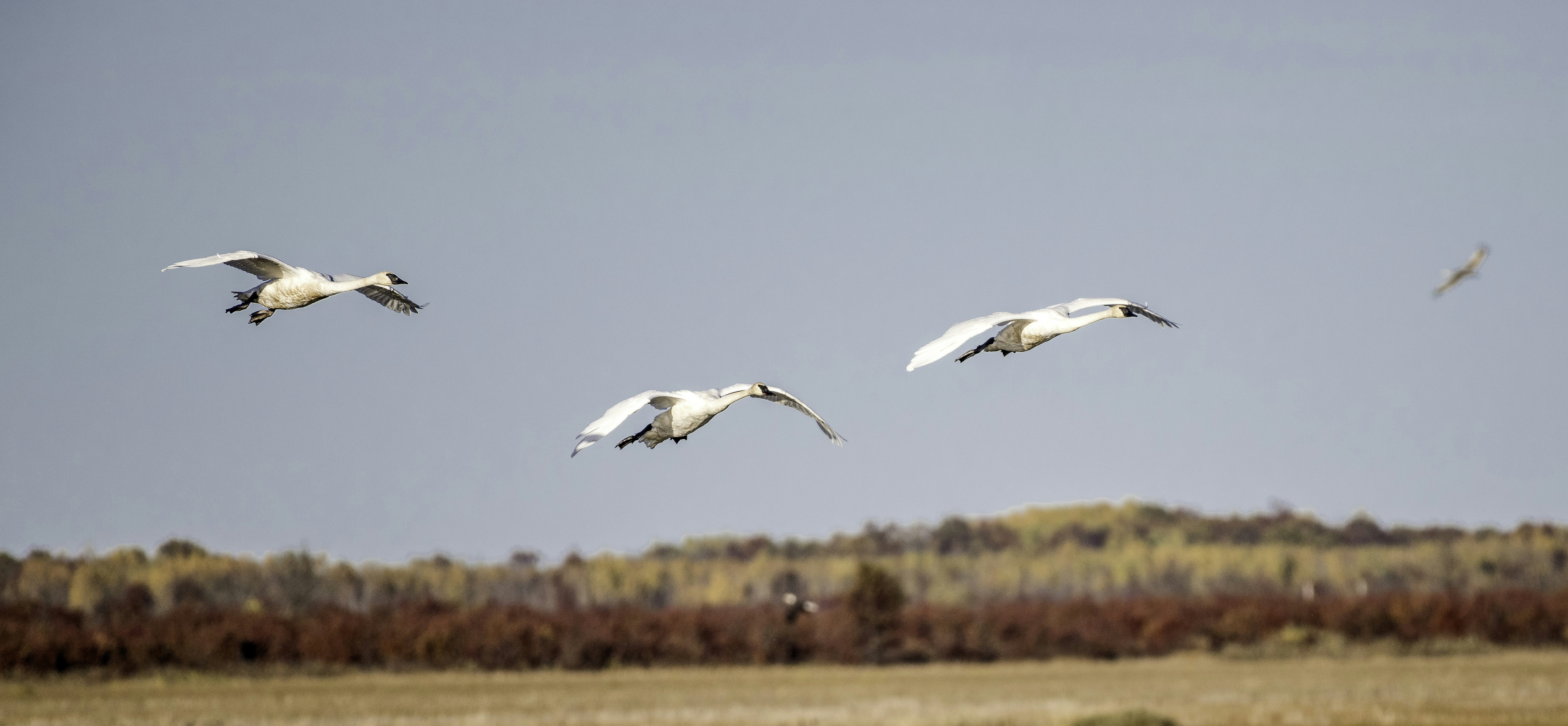 Photo by goodfreephoto_com