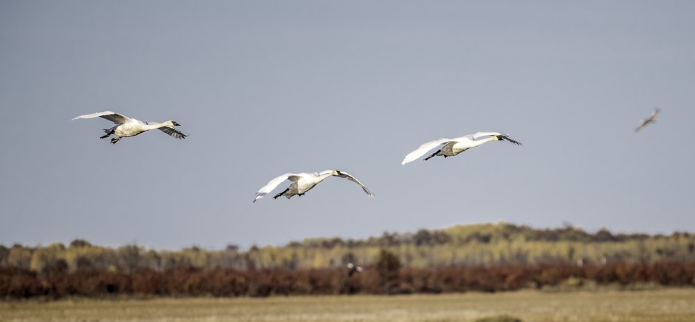 three white birds flying