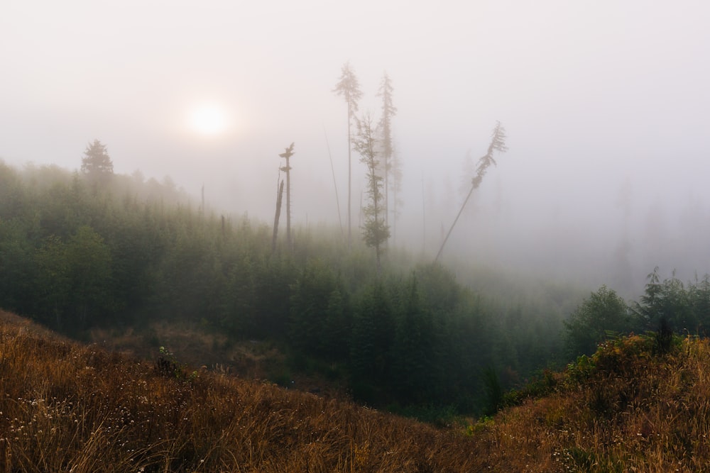 green trees covered with fog at daytime