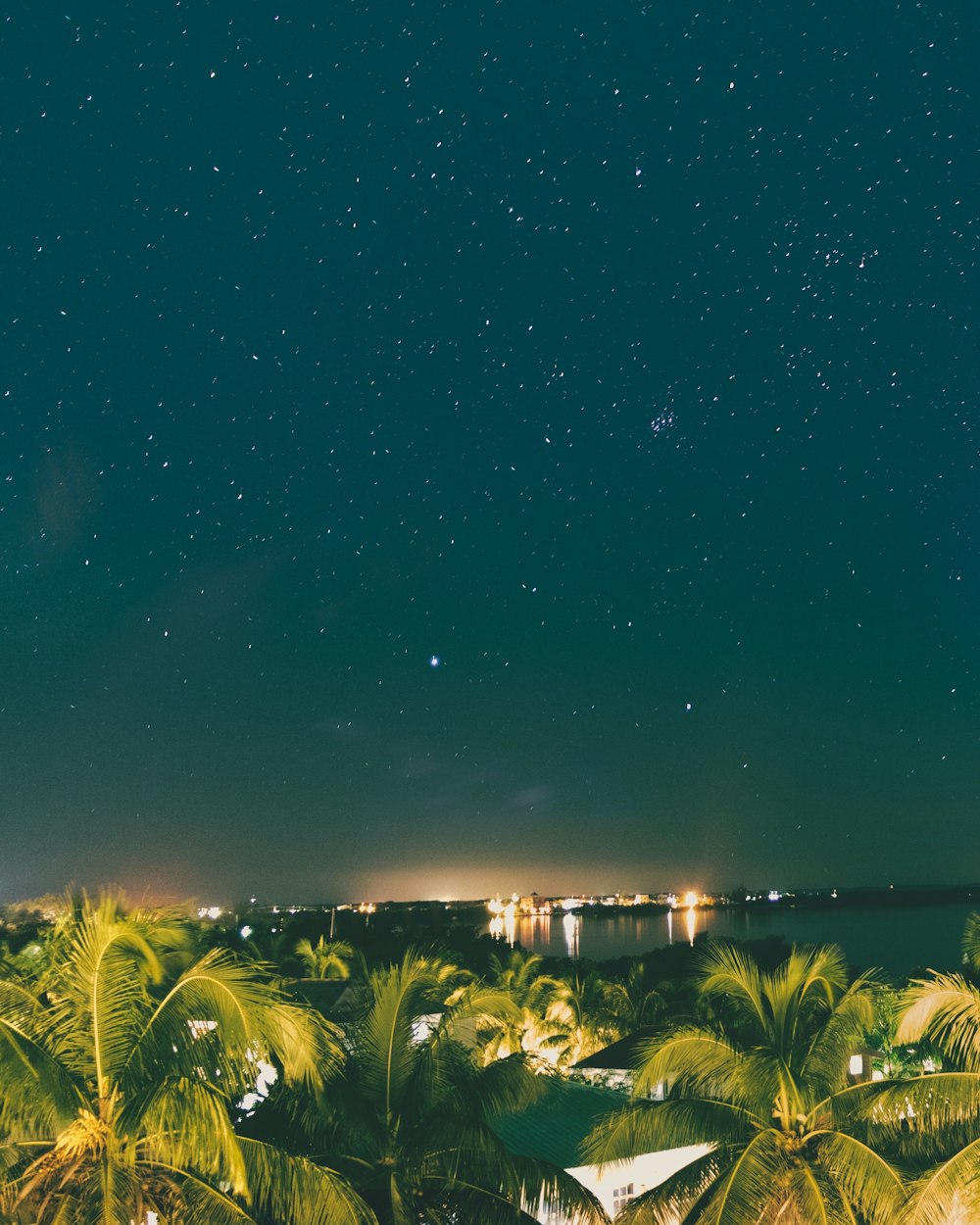 palm trees near body of water