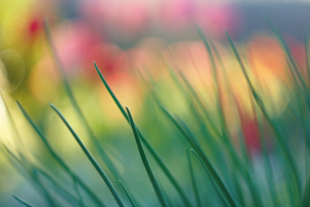 Photographie à mise au point superficielle de l’herbe verte