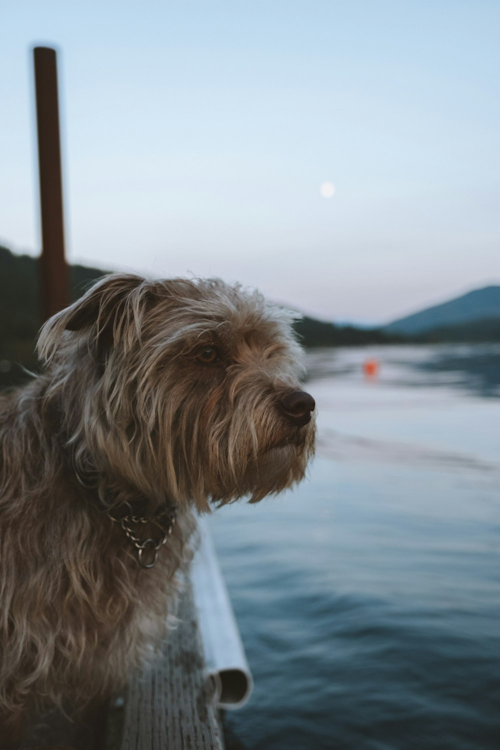 a dog is sitting on a dock by the water