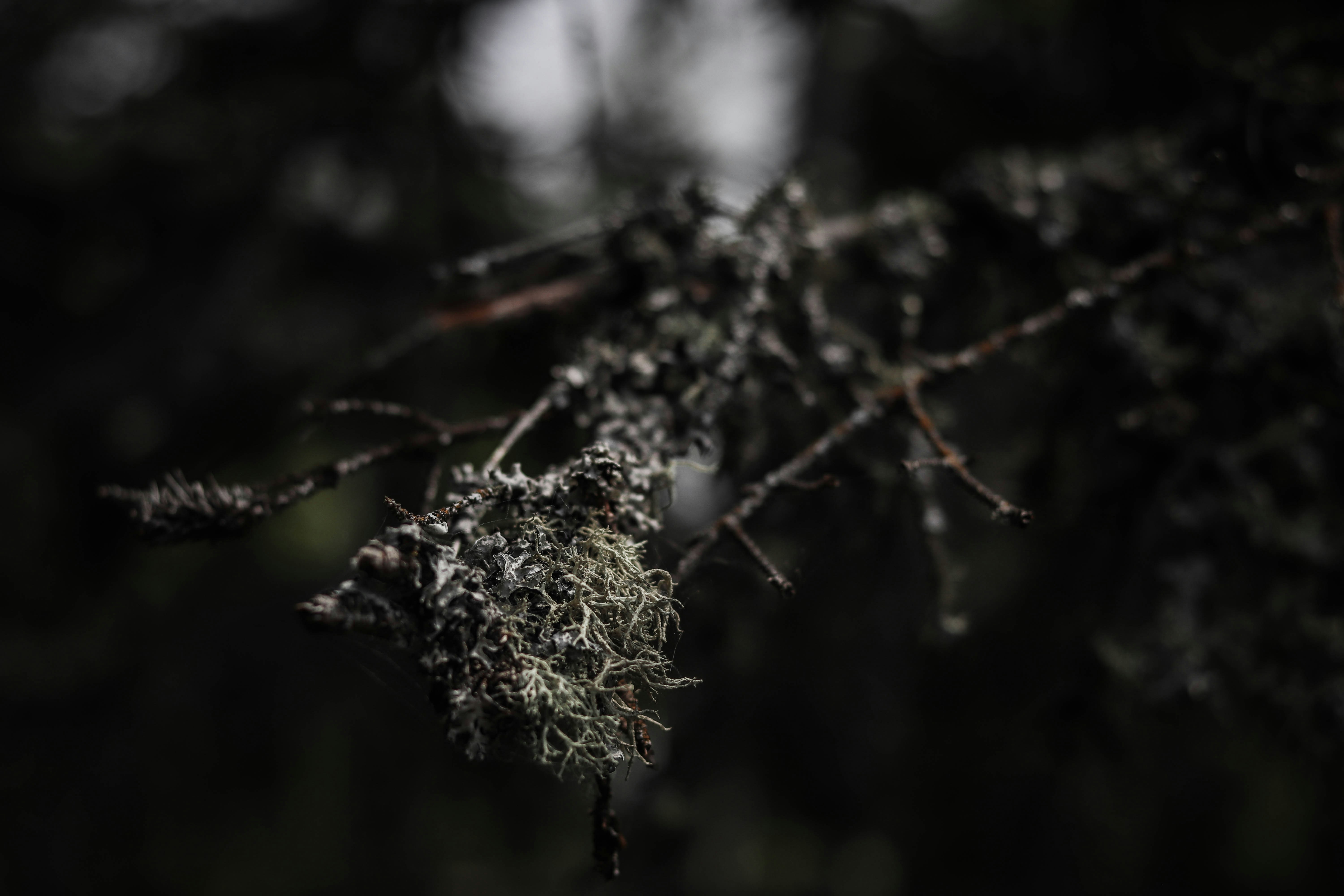 Photo by pkripperprivate