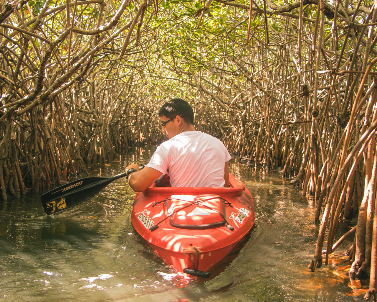 A man in a red kayak paddling along a narrow channel through a tunnel of mangrove roots and branches.