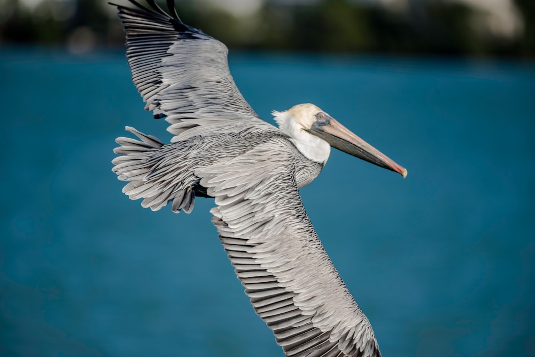 Wildlife photo spot Marathon Key Drive Sarasota