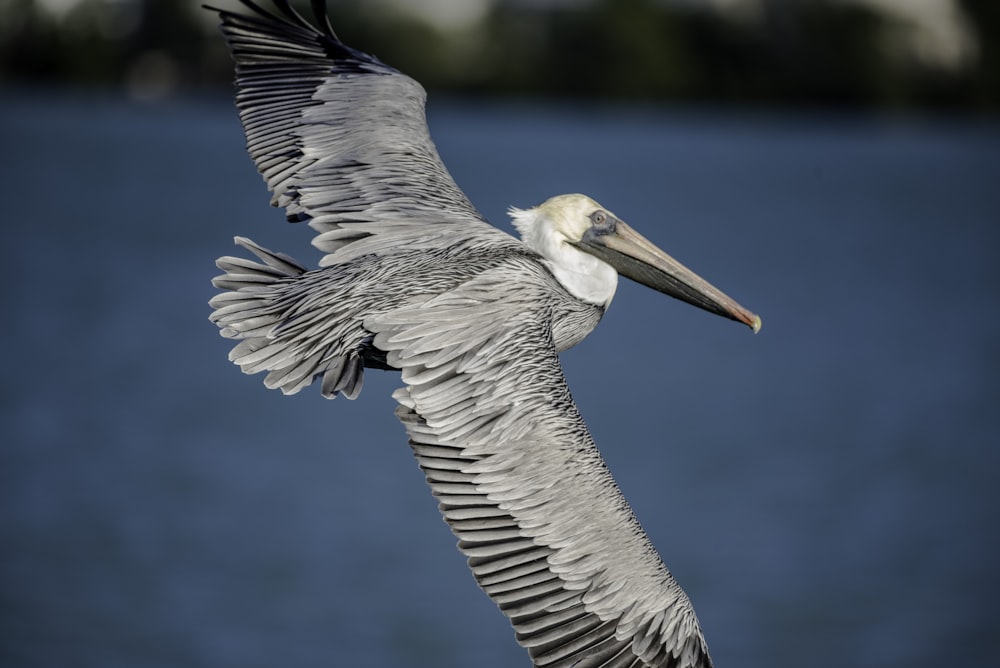 gray and white pelican flying in the sky during daytime