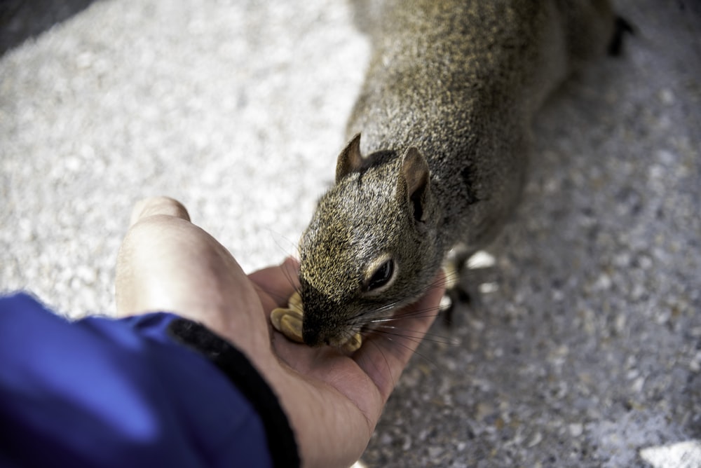 person feeding squirrel