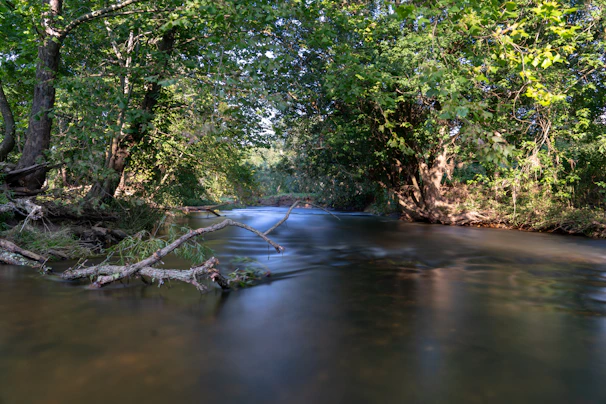 A calm river flowing through a forest with earthy tones and soft light filtering through trees.