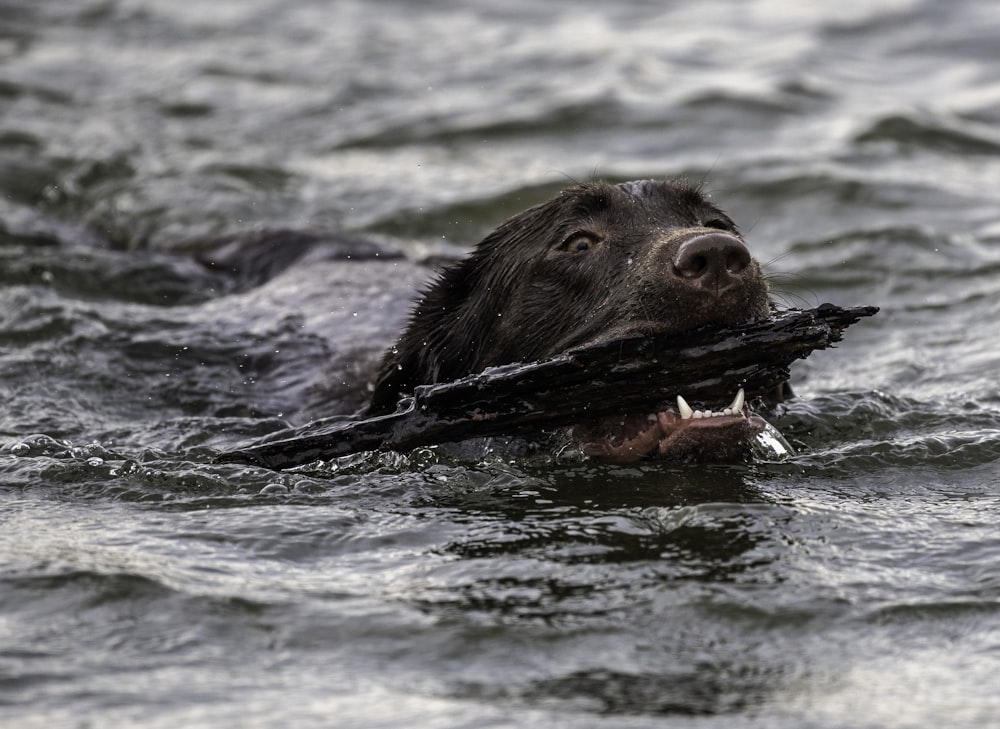 dog bitting a branch while swimming on body of water