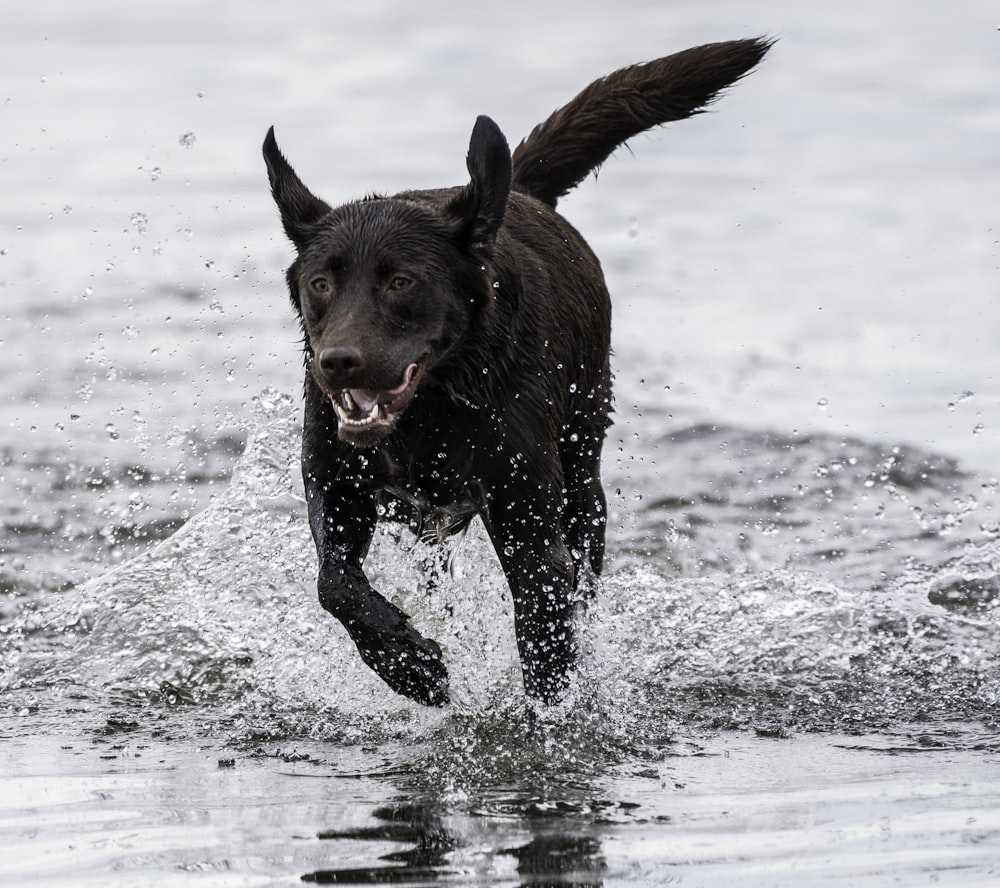short-coated black dog running on body of water